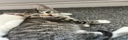 Mixed Breed cats for sale: 4 beautiful kittens, ready today, amazing mix  - Advert 13