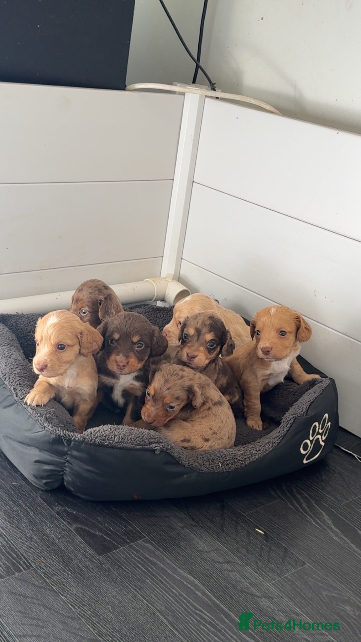 Cocker Spaniel dogs Cocker spaniel puppies  - Advert 1