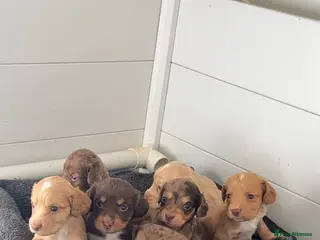 Cocker Spaniel dogs Cocker spaniel puppies - Advert 1