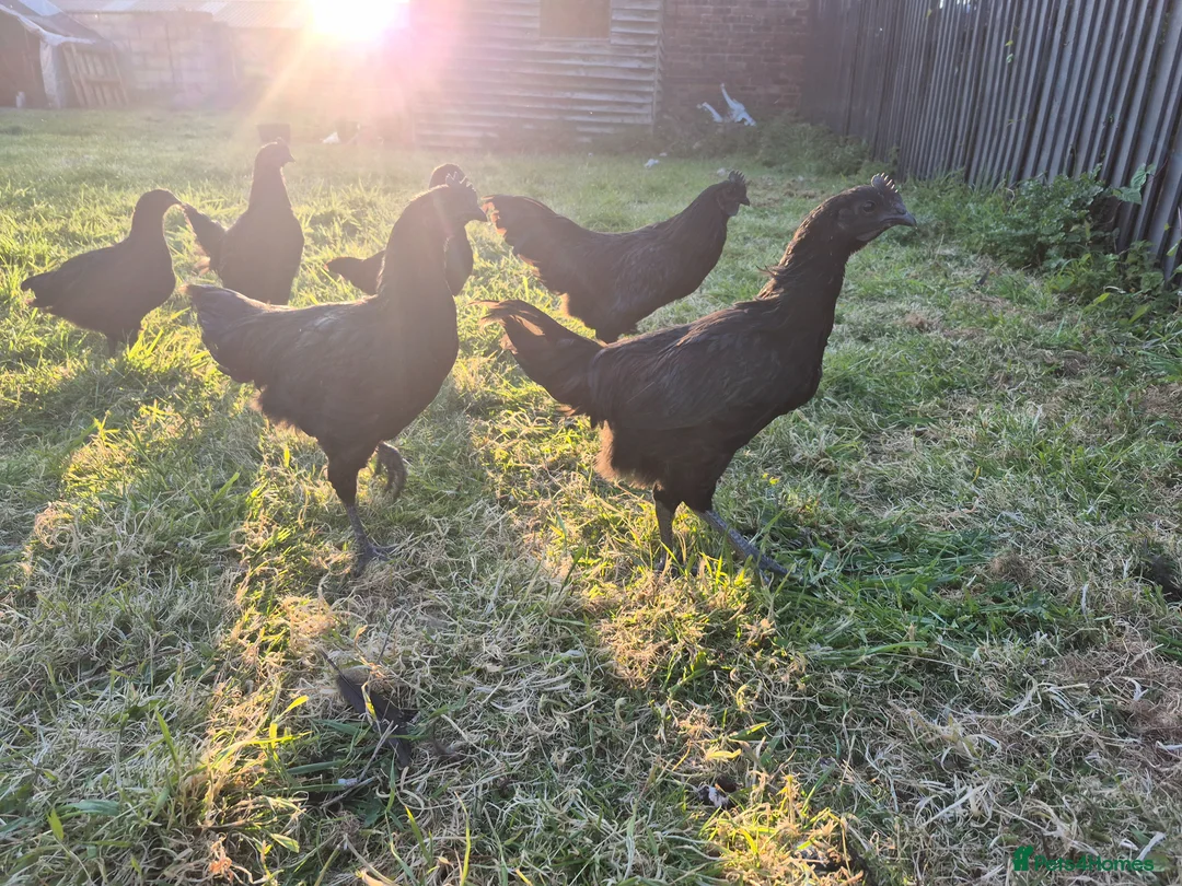 Chickens poultry for sale: AYAM CEMANI ROOSTERS  in Holywell - Advert 1