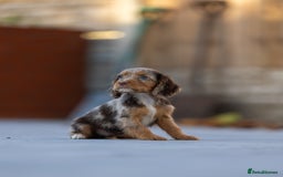 Cocker Spaniel dogs for sale: Cocker spaniel puppies  - Advert 2