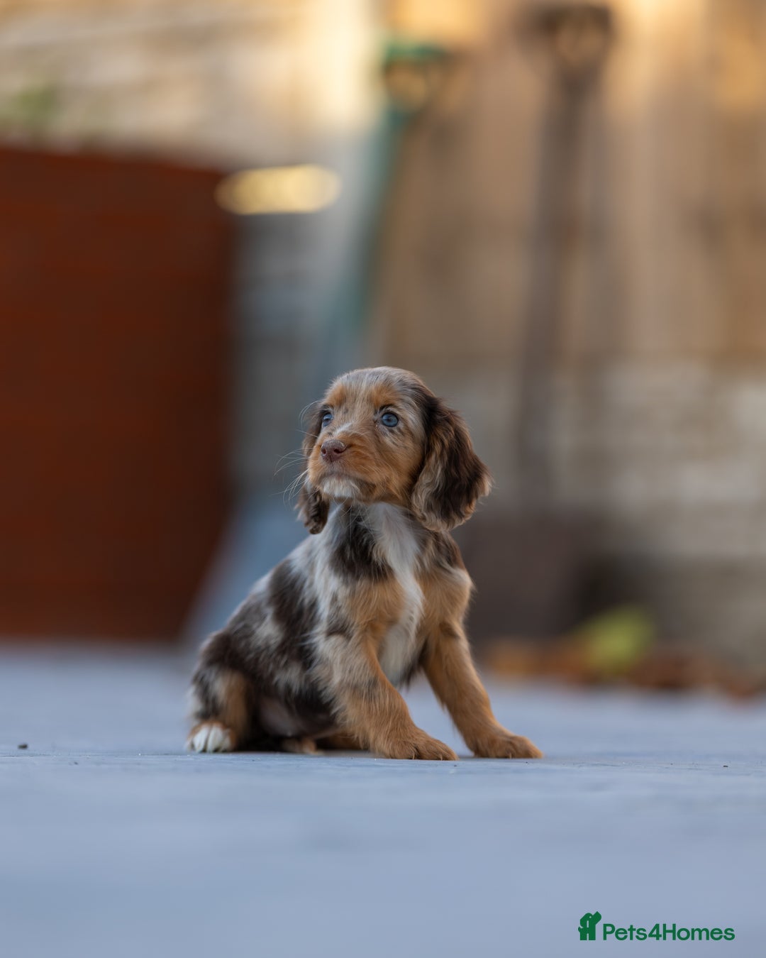 Cocker Spaniel dogs for sale: Cocker spaniel puppies  - Advert 2