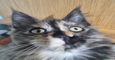 Maine Coon cats - Advert 13