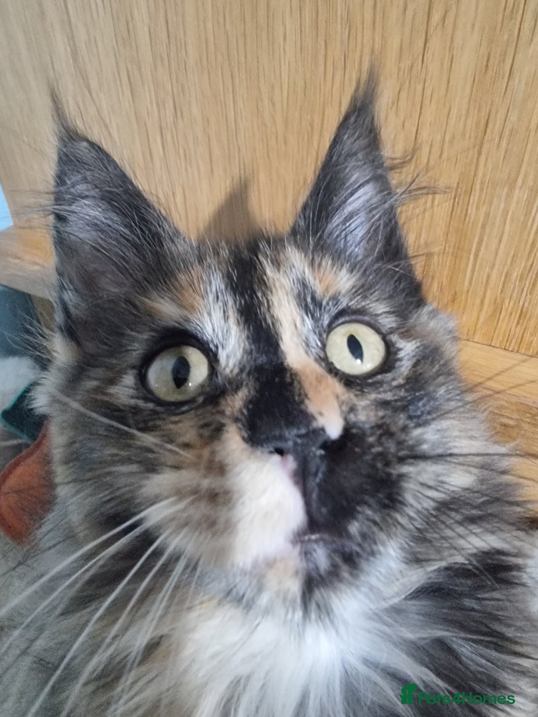 Maine Coon cats for sale: Pedigree GCCF Registered Maincoon Kittens - Image 3