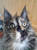 Maine Coon cats - Advert 3