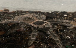 Tarantulas invertebrates for sale: Pink salmon tarantulas  - Advert 1