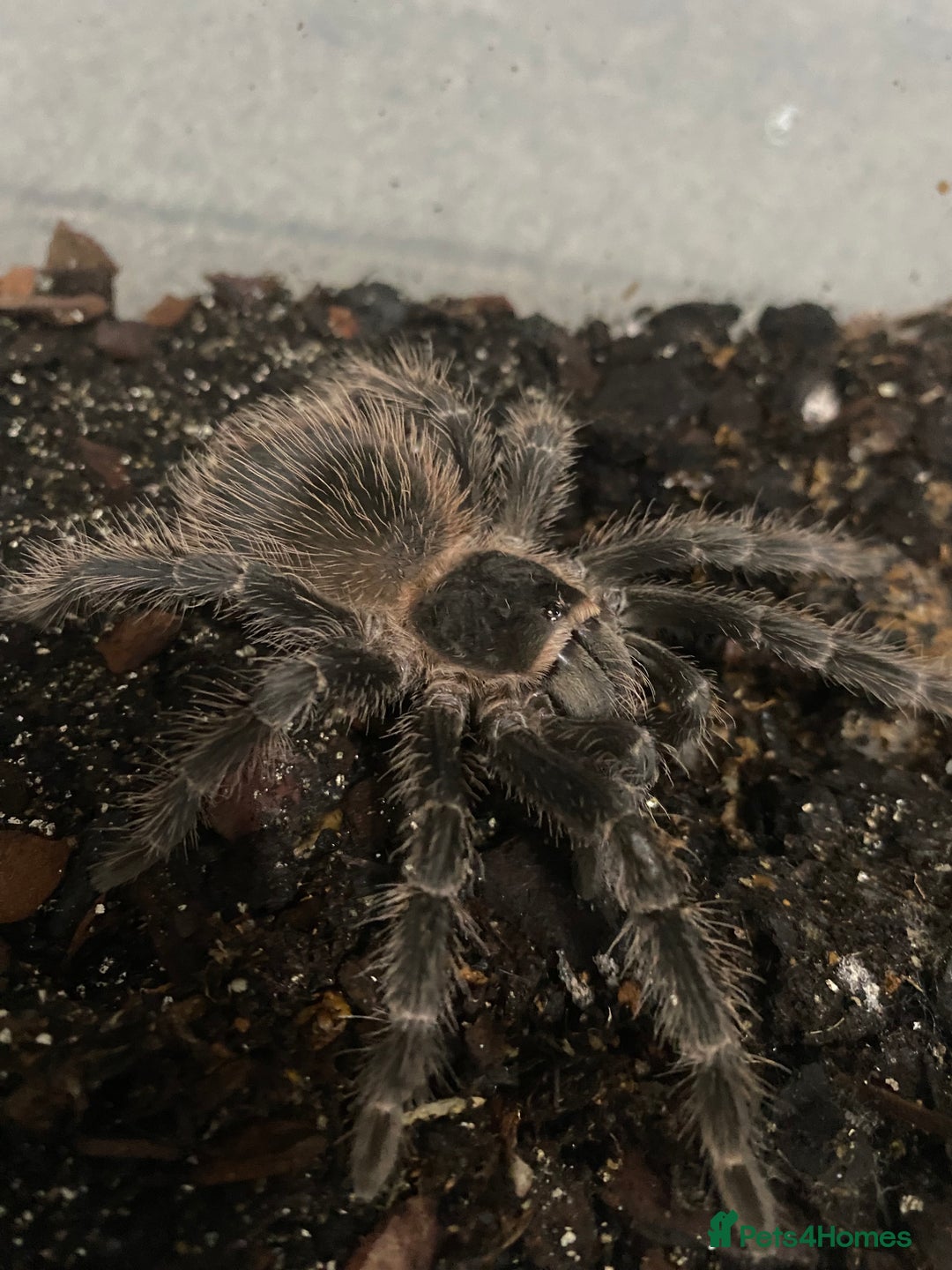 Tarantulas invertebrates for sale: Pink salmon tarantulas  - Advert 1