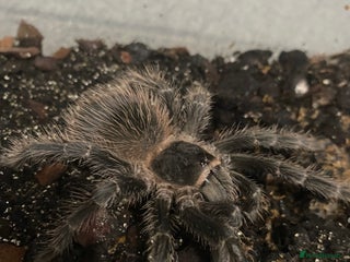 Tarantulas invertebrates Pink salmon tarantulas - Advert 1