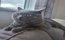 British Shorthair cats for sale: British Shorthair Mix Kittens  - Image 11