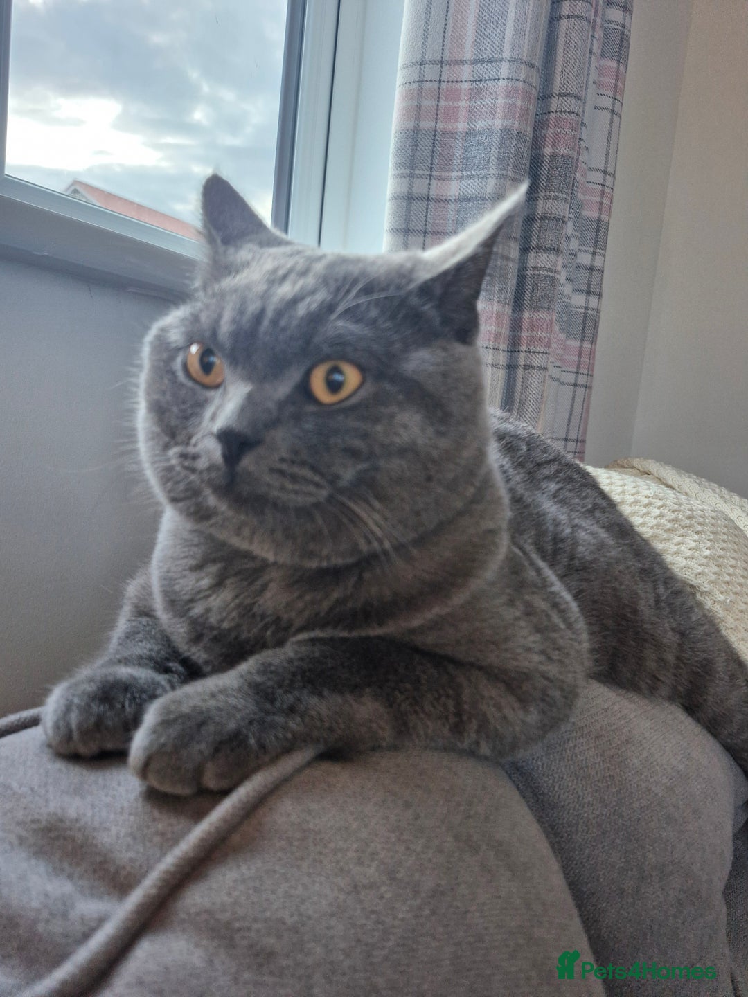 British Shorthair cats for sale: British Shorthair Mix Kittens  - Image 11