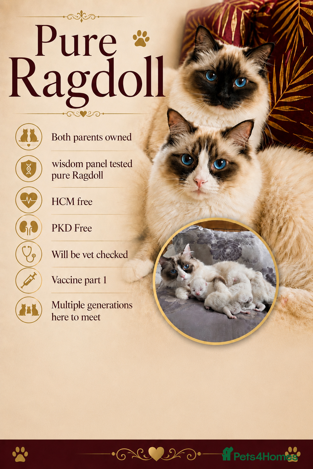 Ragdoll cats Pure Ragdoll kittens - Advert 4