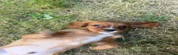 Cavalier King Charles Spaniel dogs for sale: Cutest king charles cavalier puppies - Advert 12