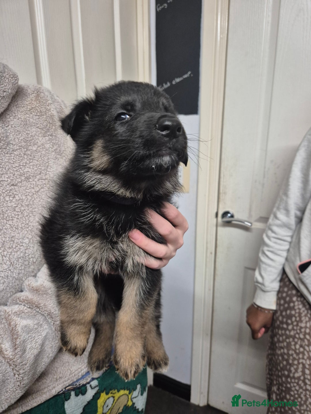 German Shepherd dogs for sale: German shepard puppies - Advert 1
