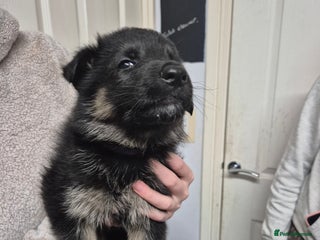 German Shepherd dogs German shepard puppies - Advert 10