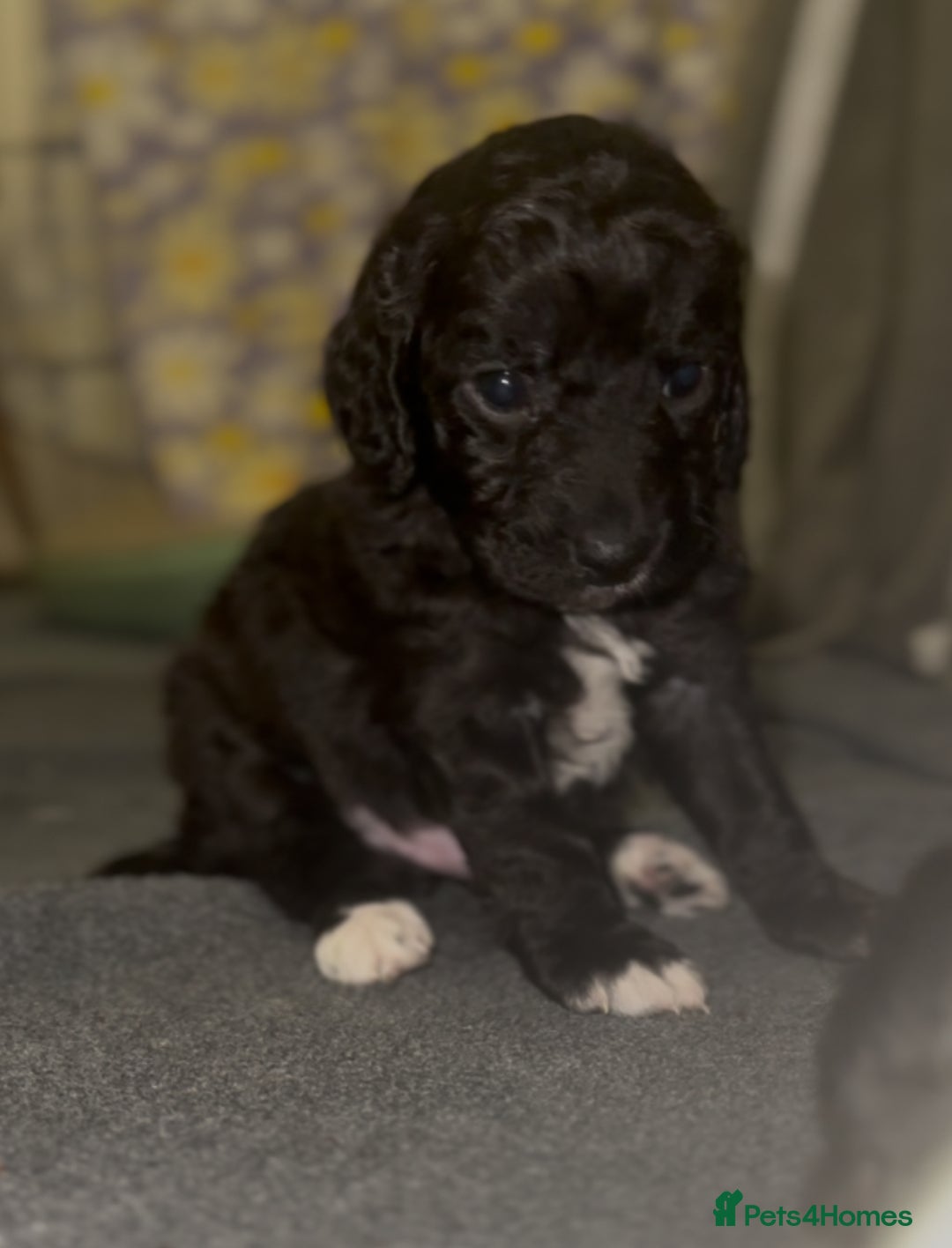 Cockapoo dogs for sale: 3 remaining Cockapoos looking for homes - Advert 13