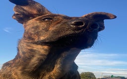 Mixed Breed dogs for sale: Shepherd Mix - Image 5