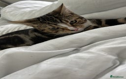 Domestic Shorthair cats for sale: Tabby kitten  - Image 1