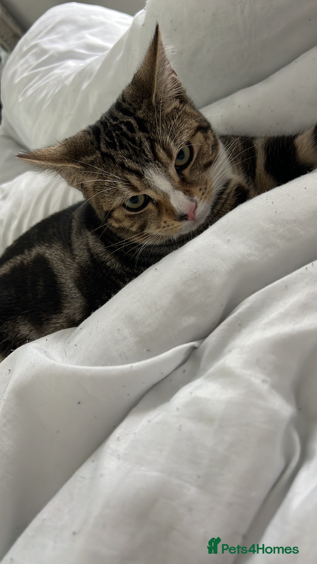 Domestic Shorthair cats for sale: Tabby kitten  - Image 1