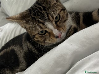 Domestic Shorthair cats - Advert 11