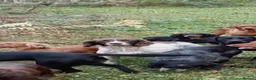 English Springer Spaniel dogs for sale: Working English springer spaniels  - Advert 36