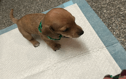 Mixed Breed dogs for sale: Maltese Cross Miniature Dachshund  - Image 12