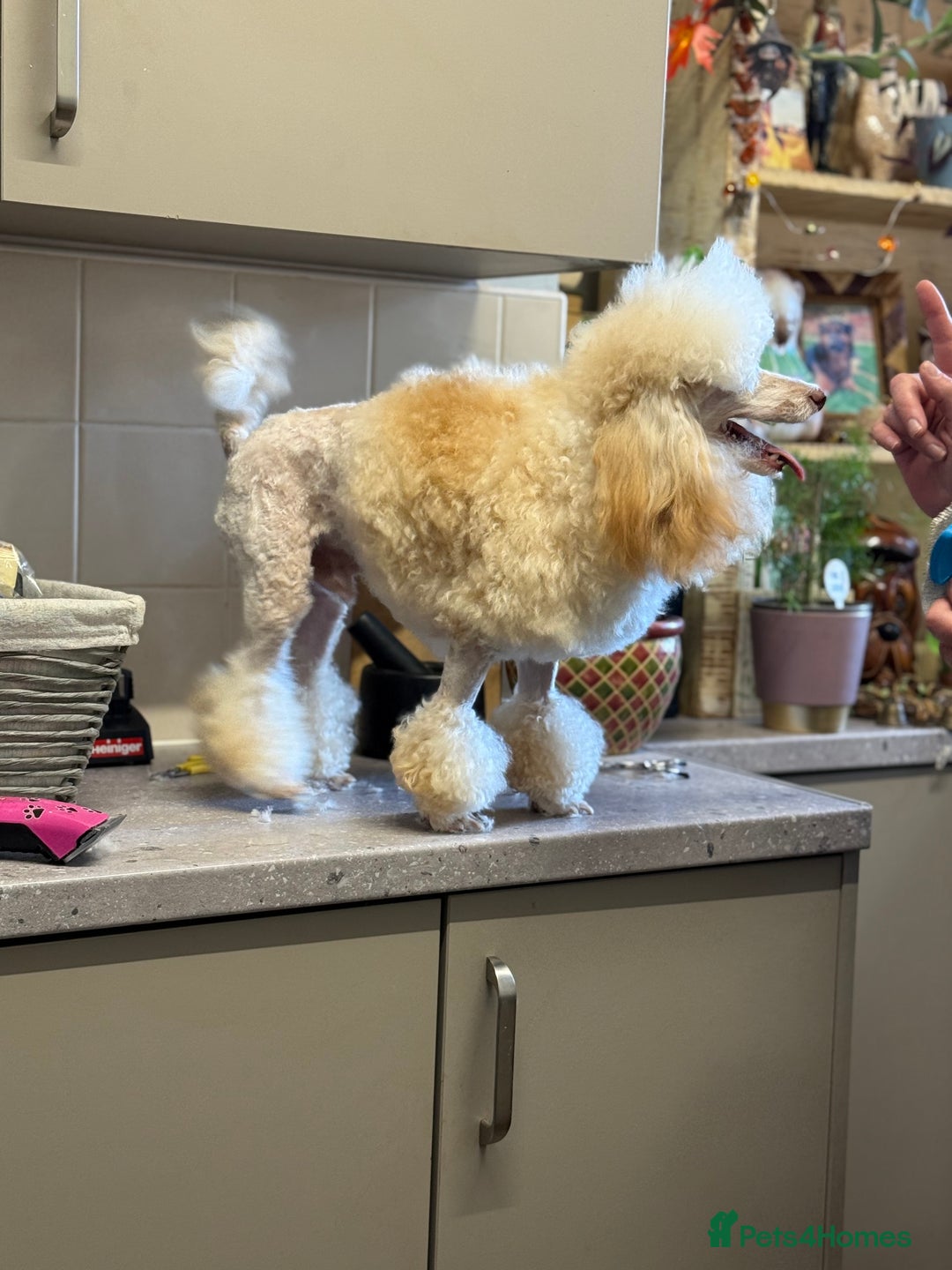 Toy Poodle dogs for stud: Stud duties only  - Image 3