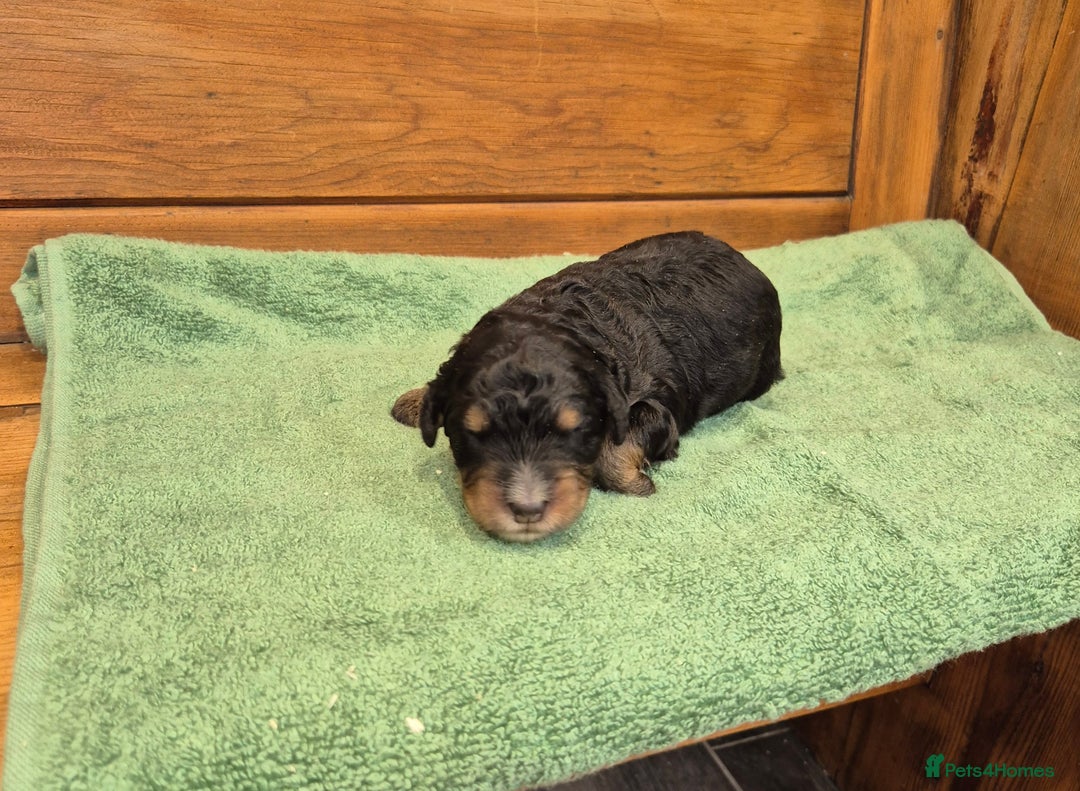 Bernedoodle dogs for sale: F1 Bernedoodle - Image 2