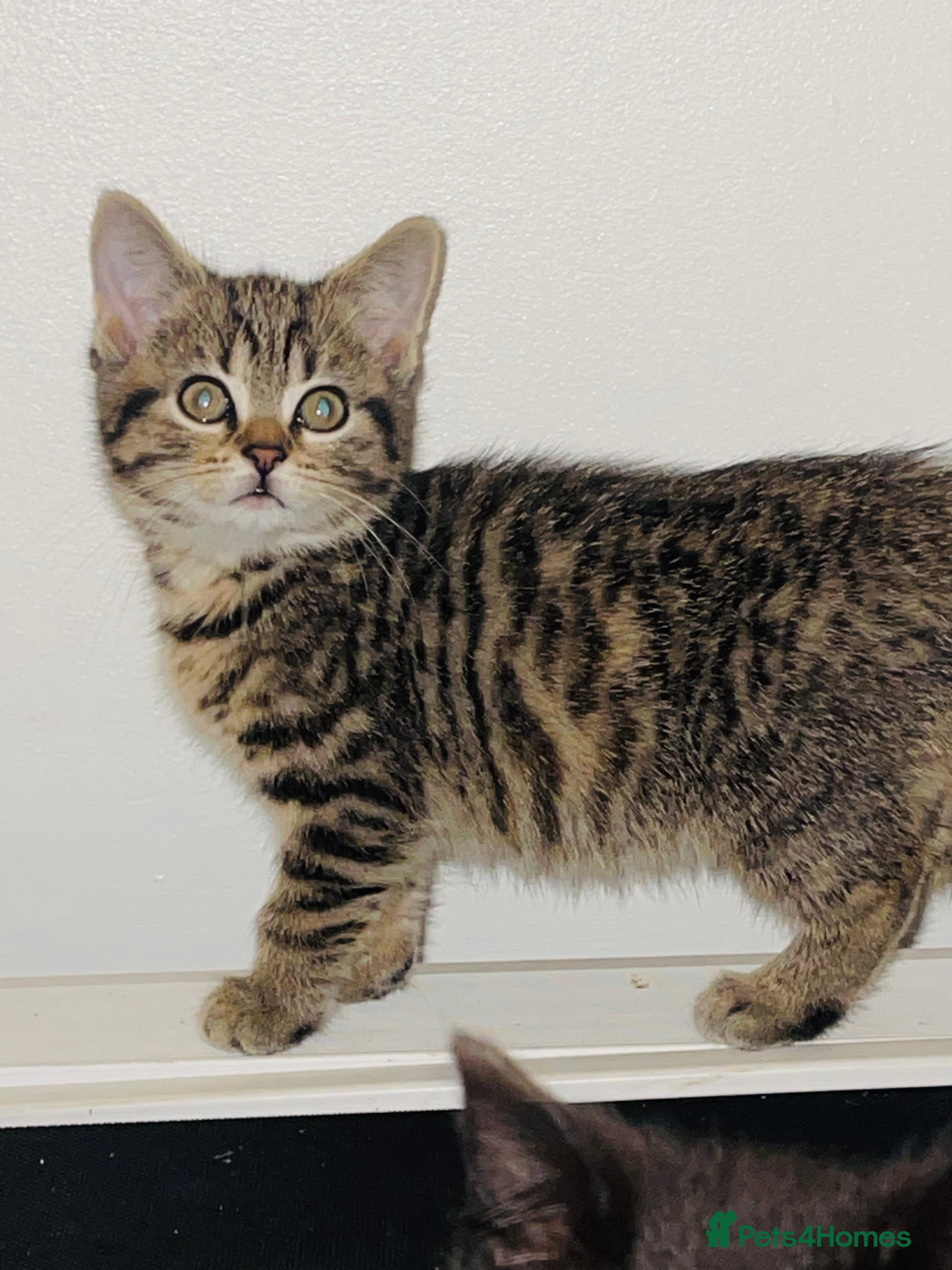 Brazilian Shorthair cats BSH looking for her forever home  - Advert 17