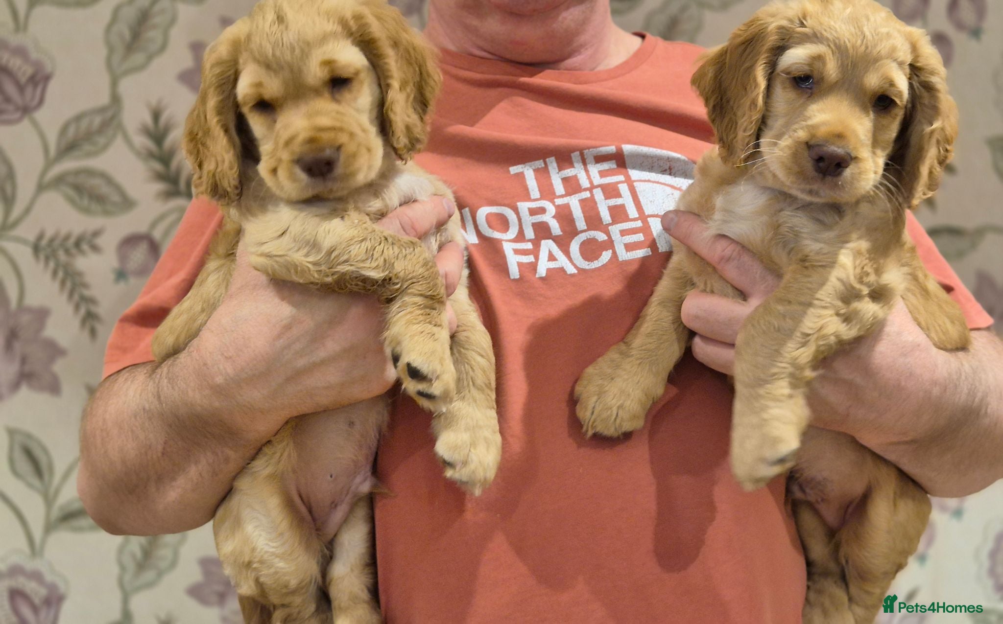 Cocker Spaniel dogs KC REGISTERED WORKING COCKER SPANIEL PUPPIES  - Advert 1
