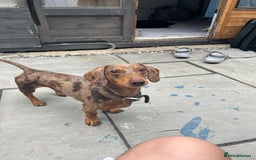 Miniature Dachshund dogs for stud: Beautiful miniature Dachshund for stud.  - Image 3
