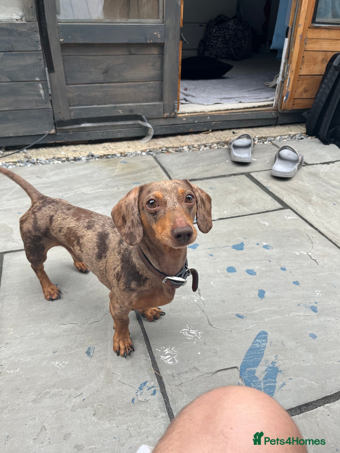 Miniature Dachshund dogs for stud: Beautiful miniature Dachshund for stud.  - Image 3