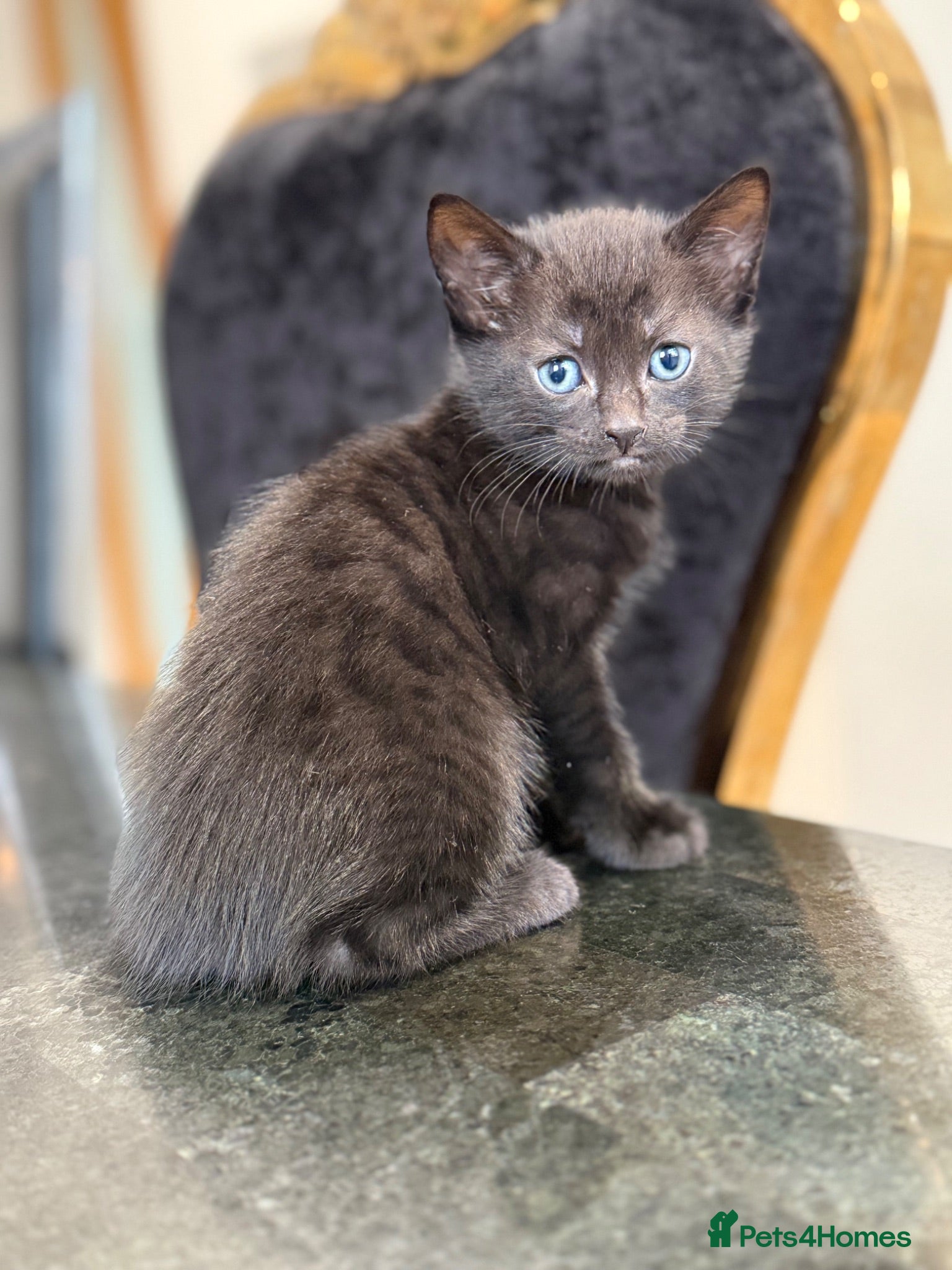 Mixed Breed cats Beautiful mixed breeds - Advert 1