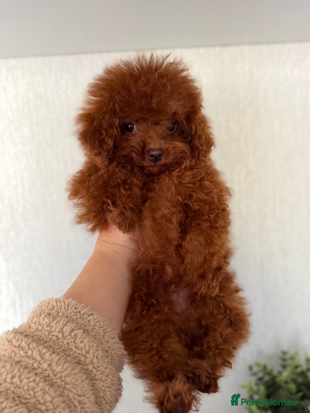 Poodle dogs for sale: Stunning Asian poodle boy for sale  - Advert 11