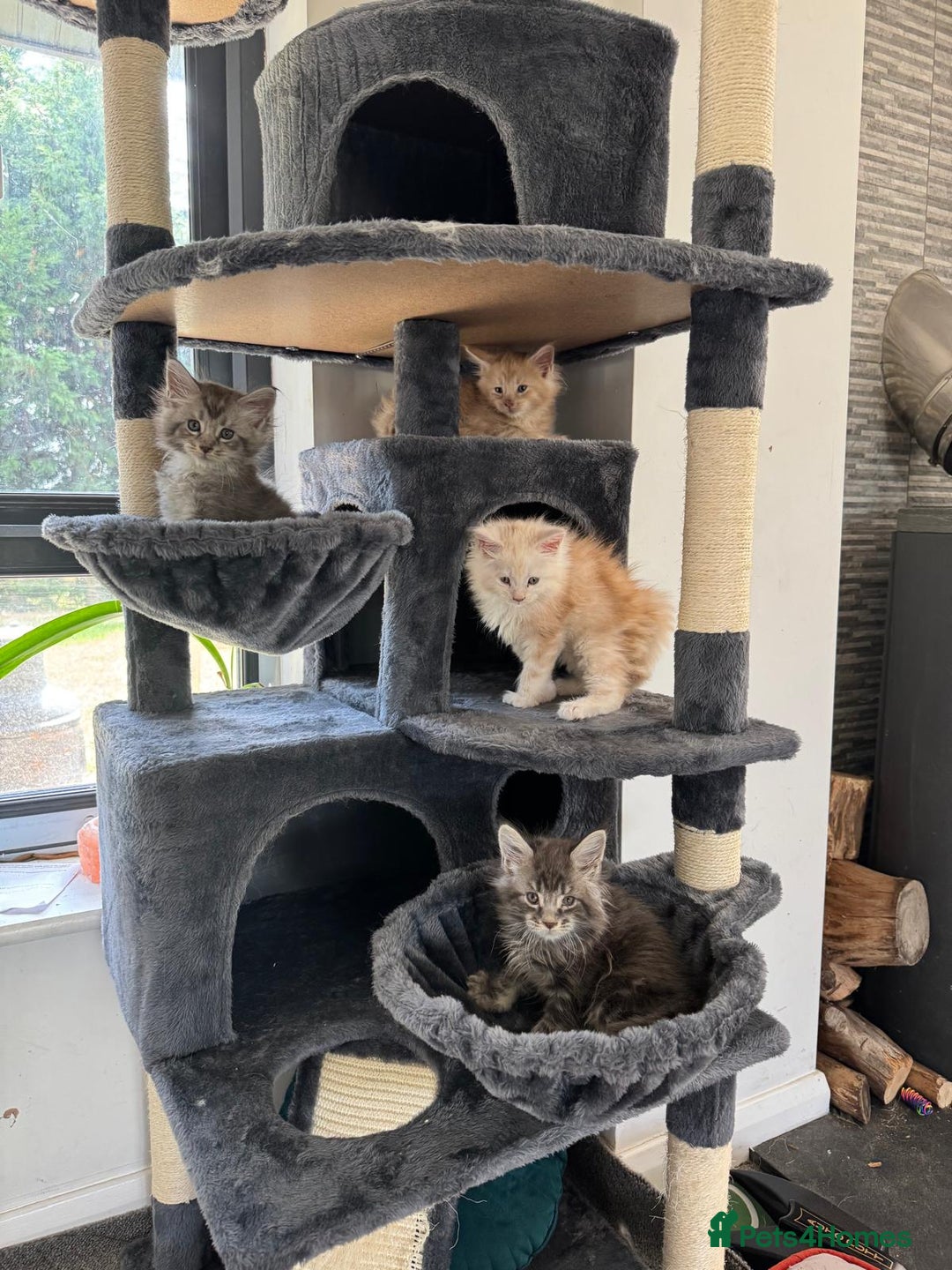 Maine Coon cats for sale: Full pedigree Maine Coon Kittens - Image 1