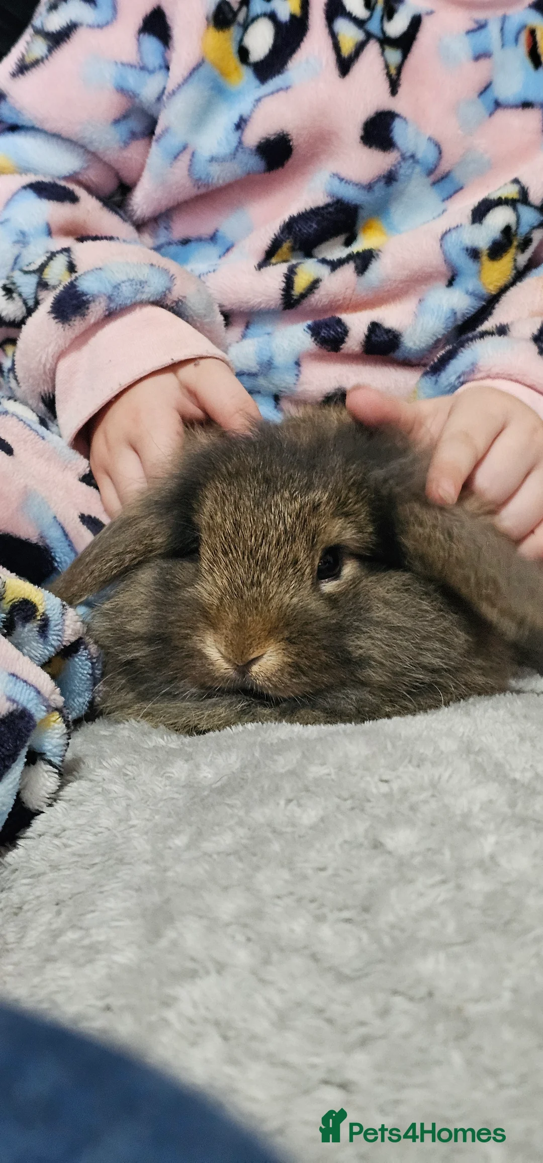 Lionhead rabbits for sale: Female lionhead - Advert 1