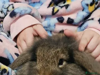 Lionhead rabbits Female lionhead - Advert 1