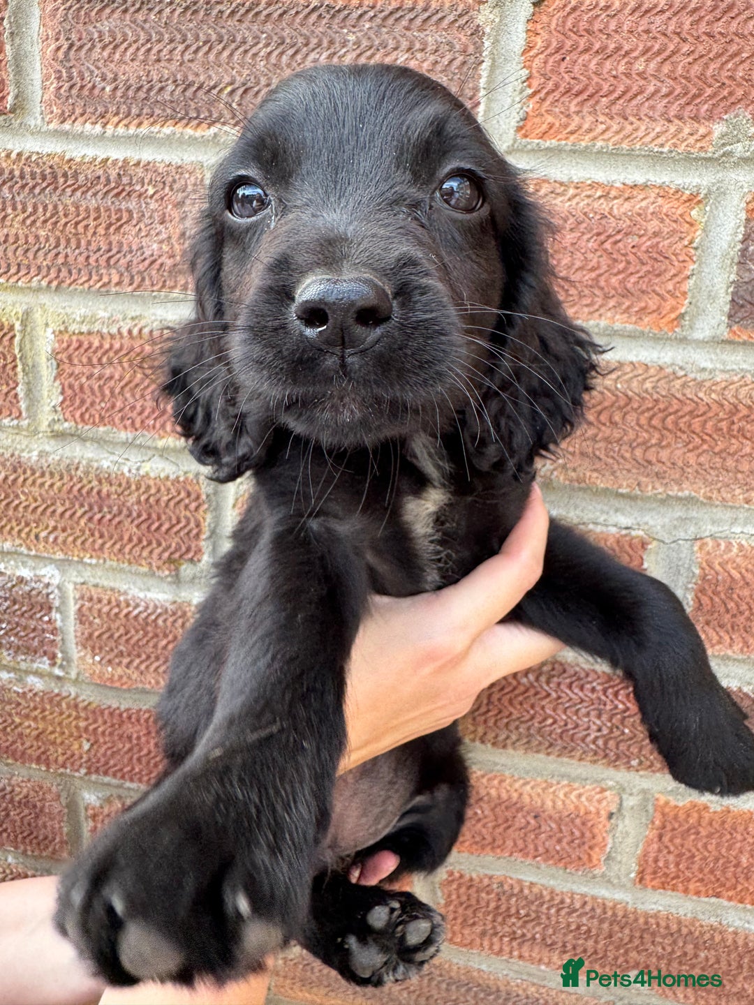 Springador dogs for sale: Final 2 Beautiful Springador puppies  - Image 3