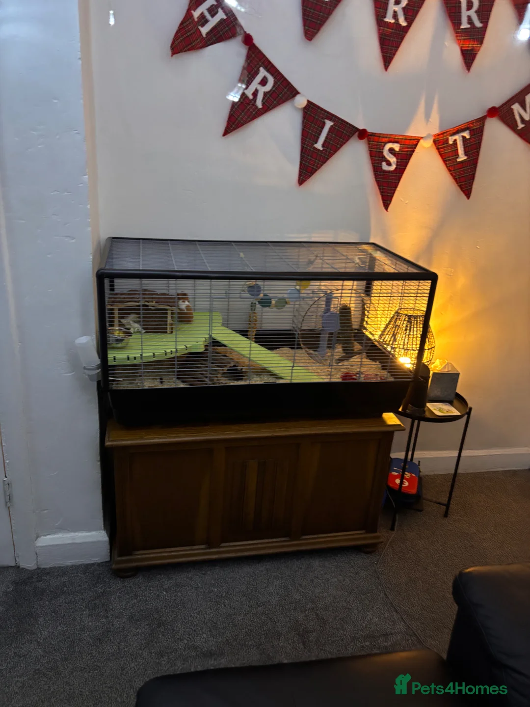 Hamster rodents for sale: Hamster - female in Newcastle - Advert 4