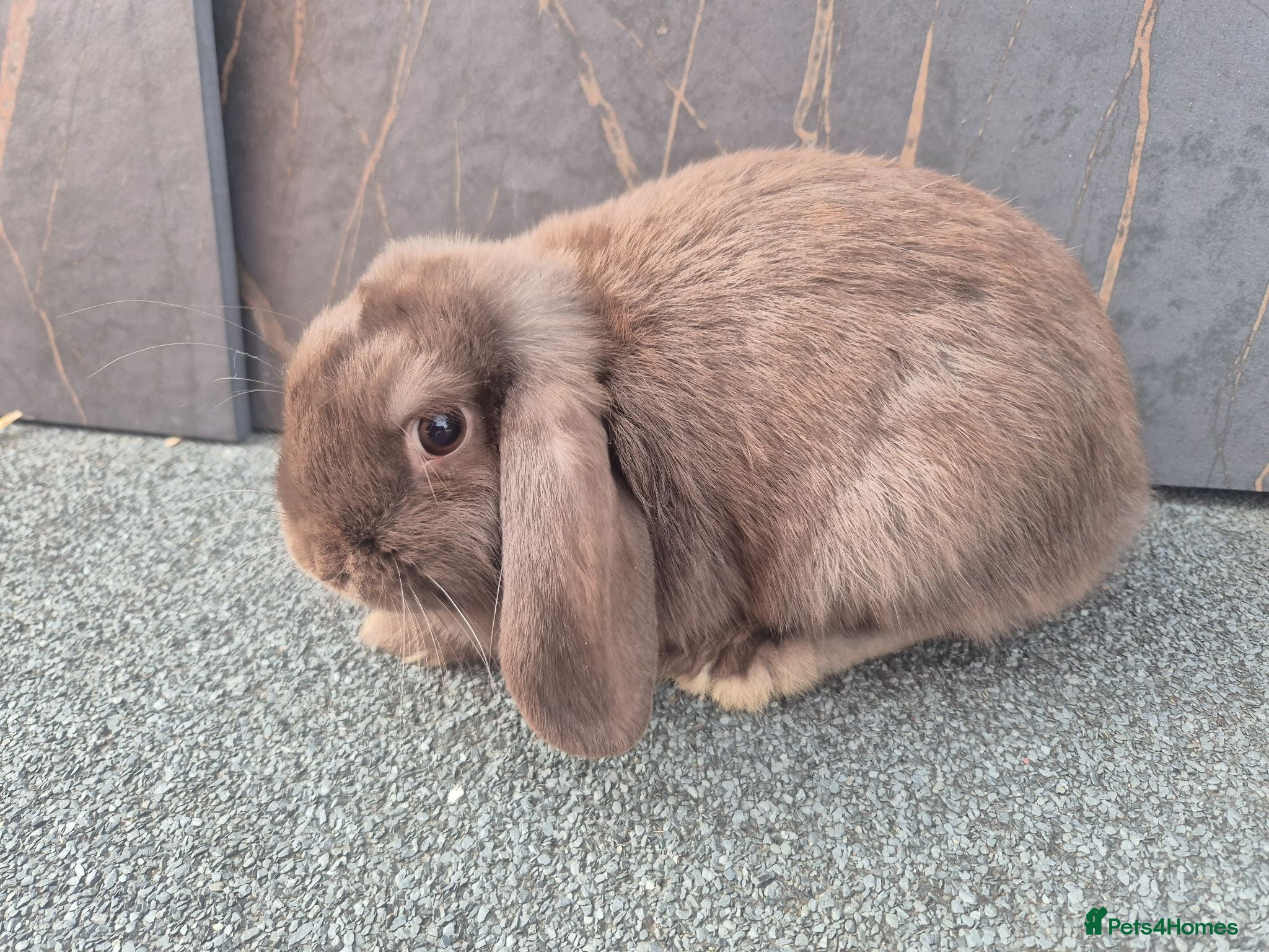 Mini Lop rabbits ❤️ ready to leave 💙  - Advert 15