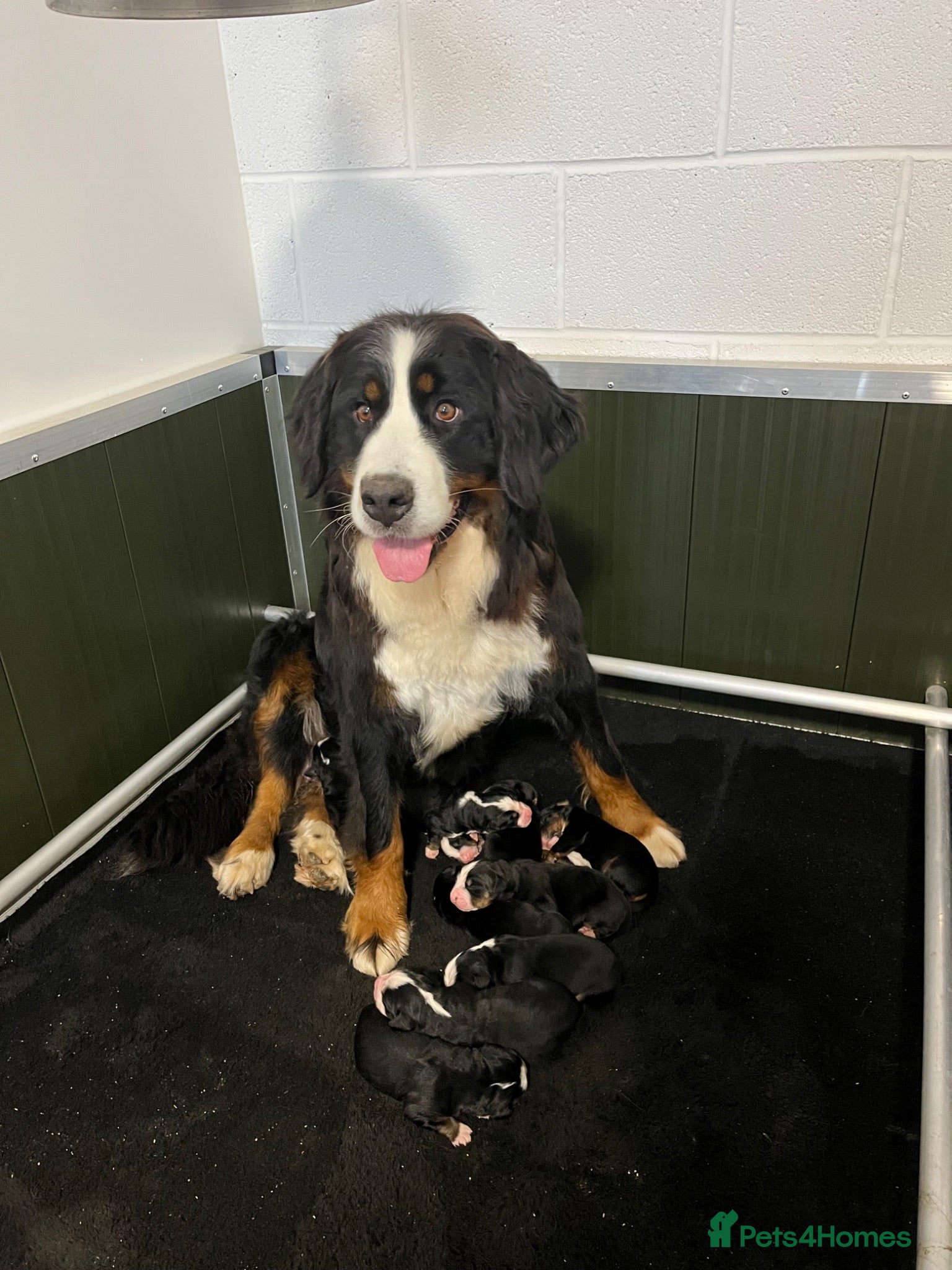 Bernese Mountain Dog dogs Bernese Mountain Dog Puppies - waiting list - Advert 1