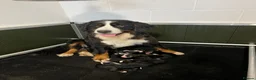 Bernese Mountain Dog dogs for sale: Bernese Mountain Dog Puppies - waiting list - Advert 9
