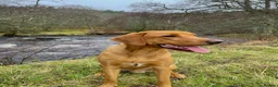Labrador Retriever dogs for sale: Labrador pups  in Inverurie - Advert 27