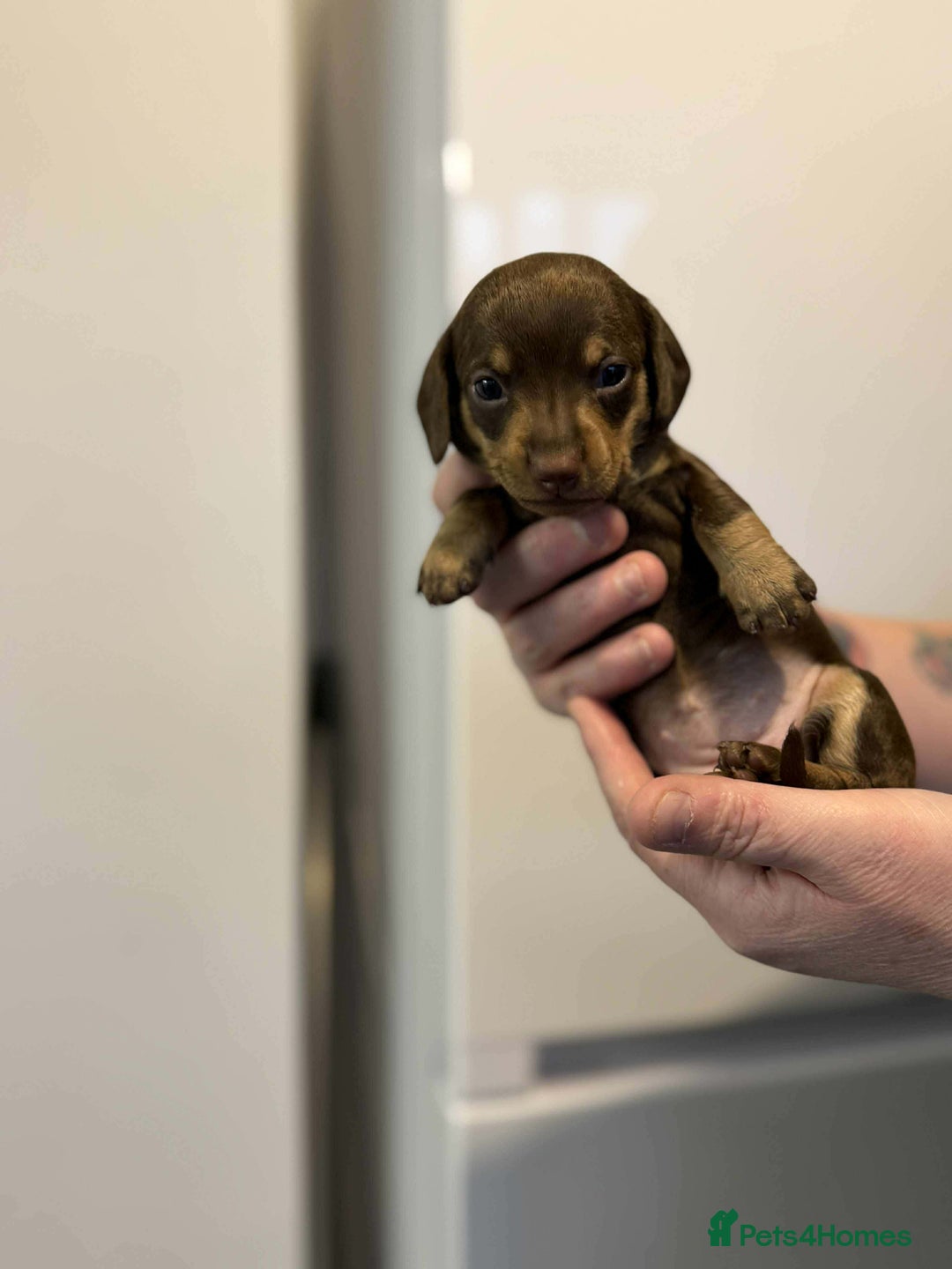 Dachshund dogs for sale: Miniature Dachshunds puppies - Advert 10