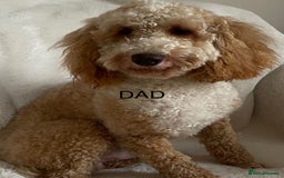 Cockapoo dogs for sale: Adorable cockerpoo girls - Image 8