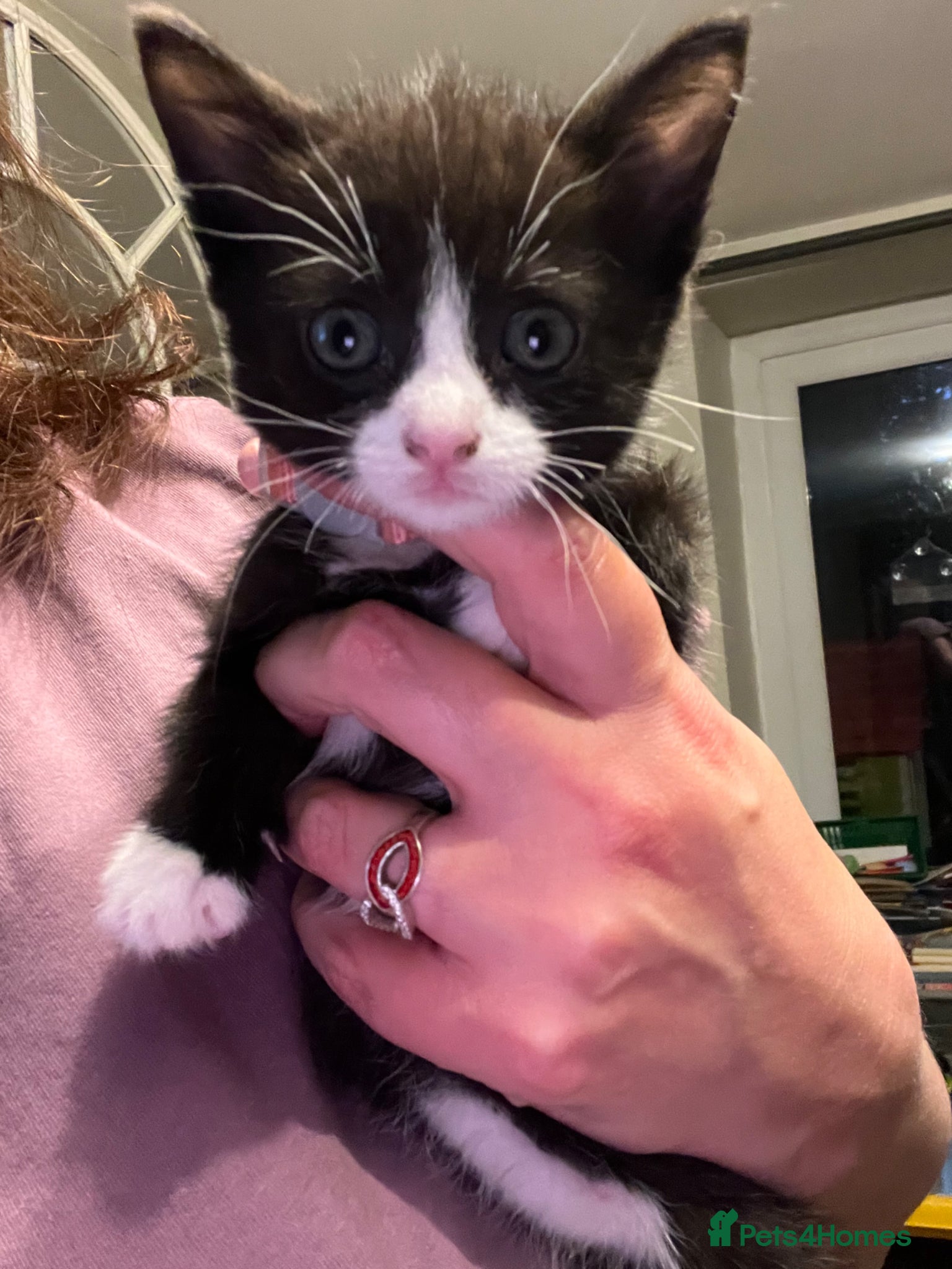 Mixed Breed cats Beautiful Kittens (only 2 females now available)  - Advert 3