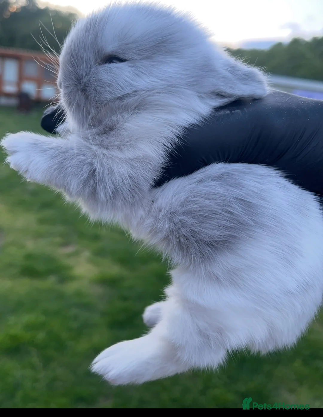 Lionhead rabbits for sale: Gorgeous baby Lionhead  - Advert 4