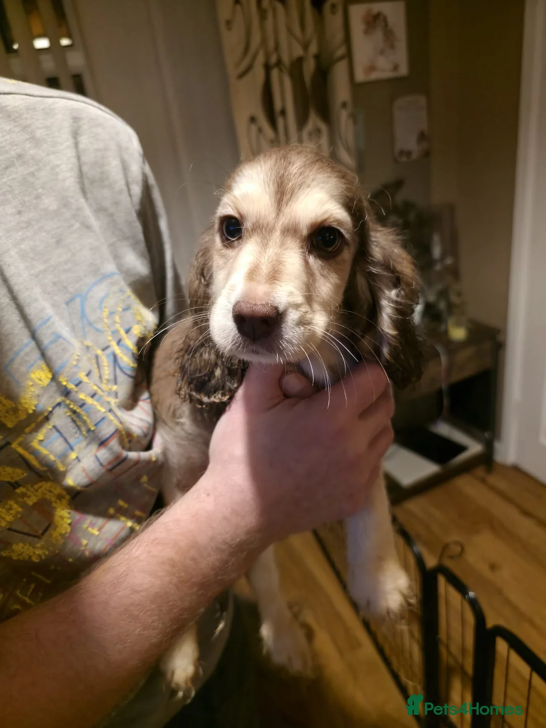 Cocker Spaniel dogs for sale: Cocker spaniel puooys - Advert 31