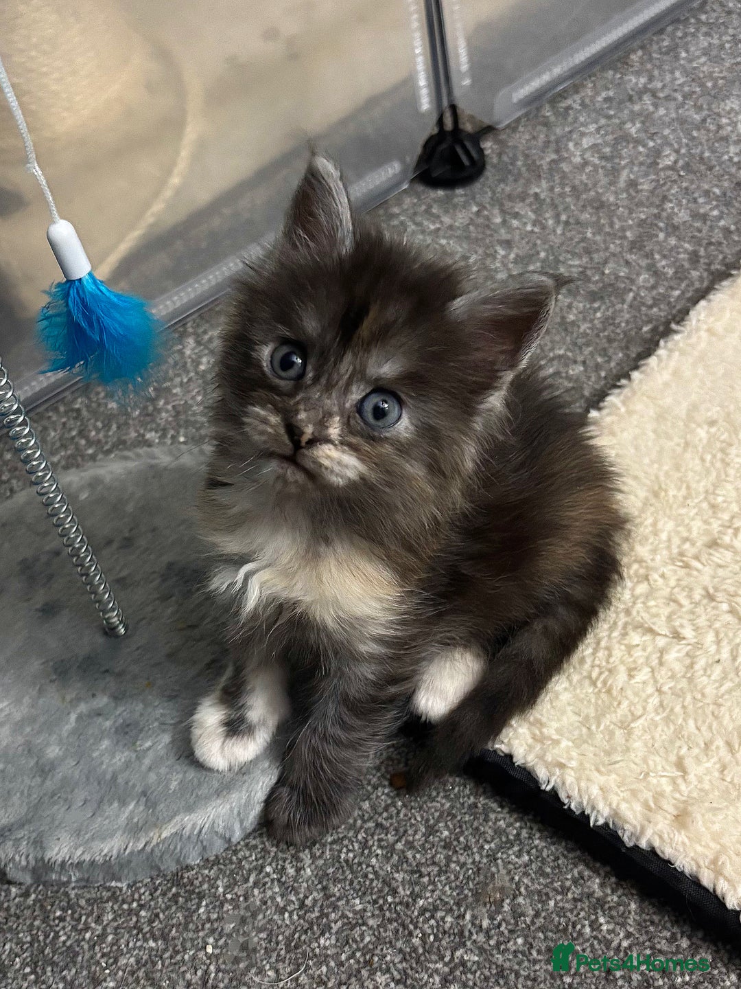 Maine Coon cats for sale: Beautiful RARE coloured Maine Coons - Image 7