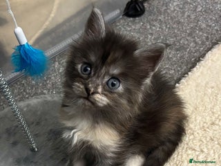 Maine Coon cats - Advert 3