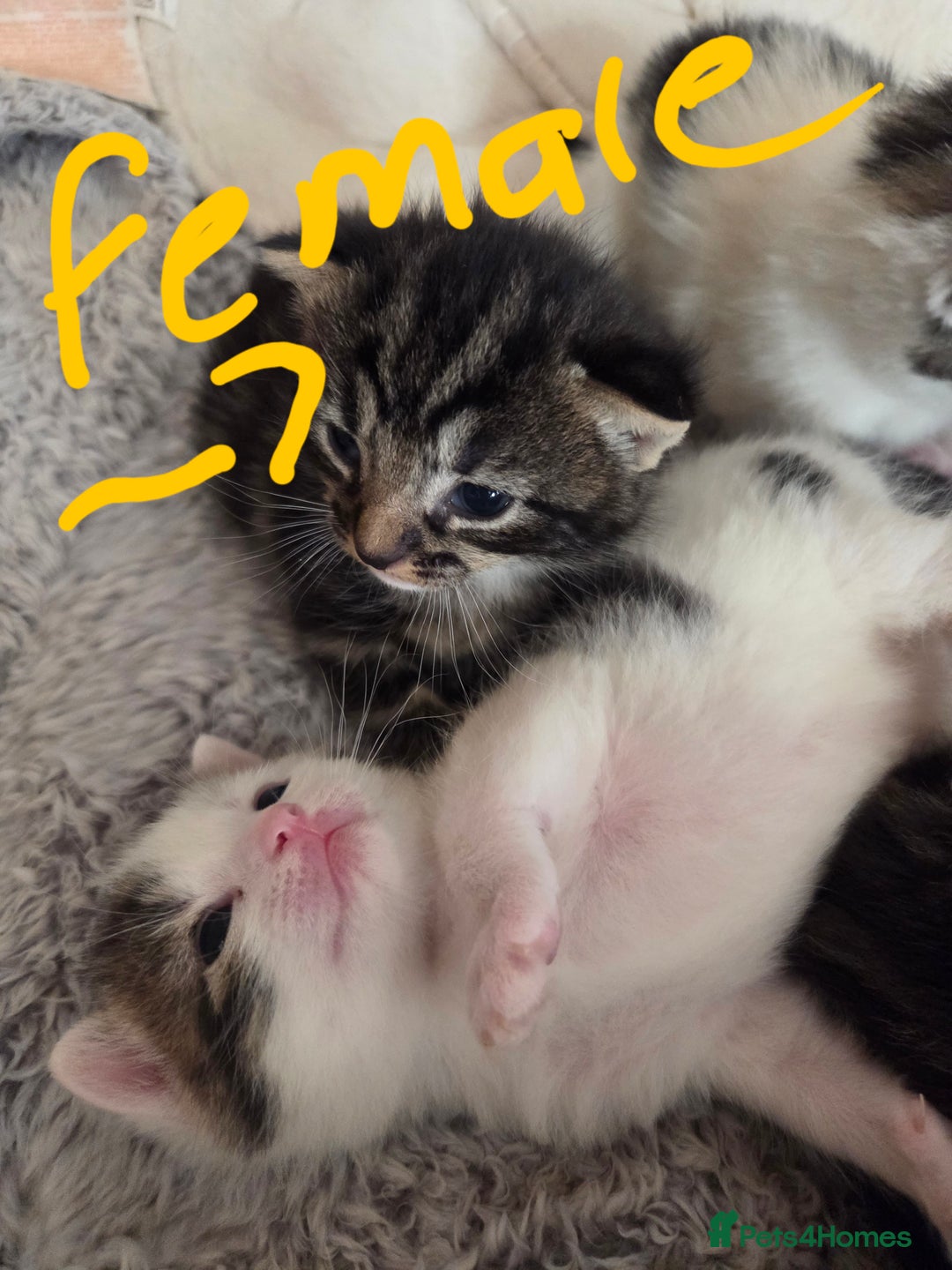 Mixed Breed cats for sale: 4 beautiful mixed breed kittens  - Advert 4